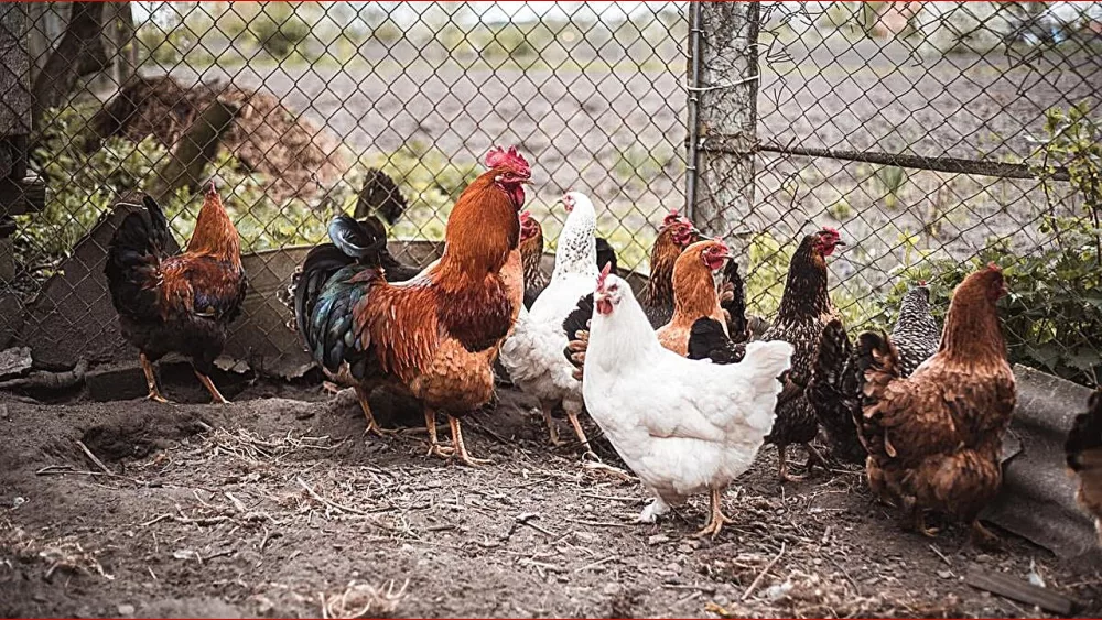bird-flu