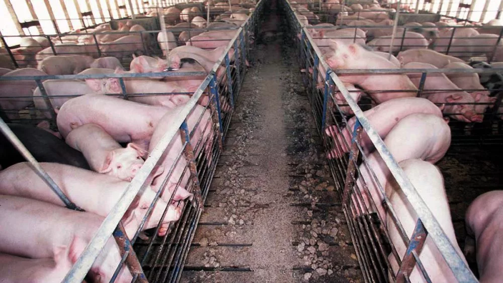 hog-farmers-2