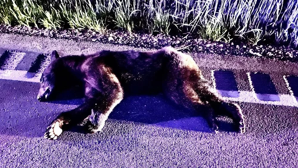 bear-12