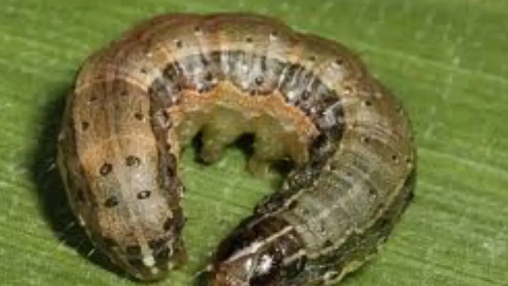 armyworms