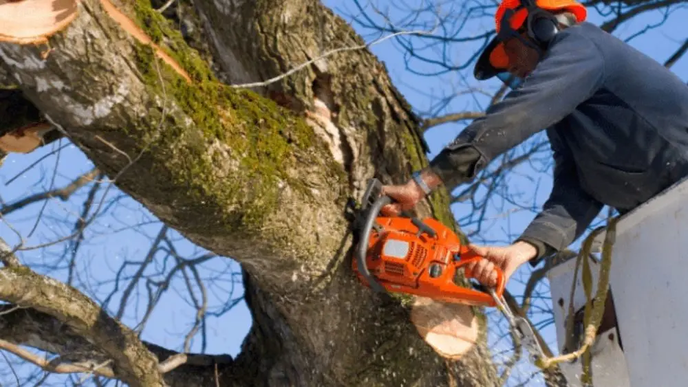 tree-trim