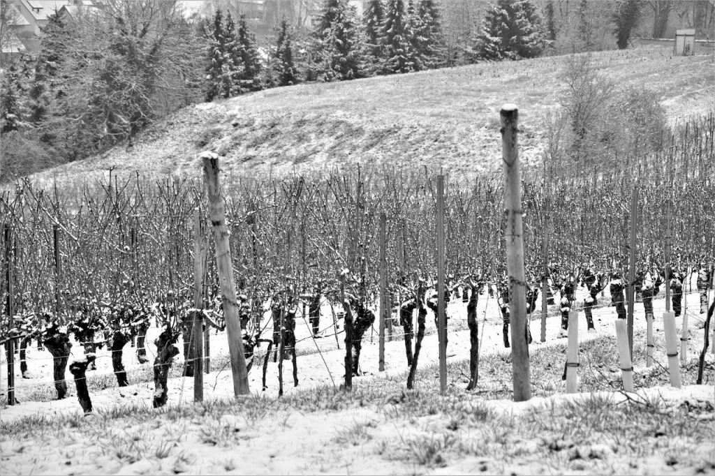 Join Lite 96.3 and Northern Michigan Woman Magazine for the Winter Wine Event - Vimarsana News