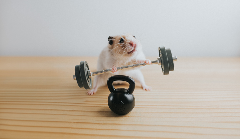 bad-form-weightlifting-hamster
