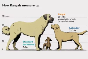sebi dogs