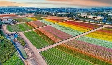 A History of The Flower Fields at Carlsbad Ranch