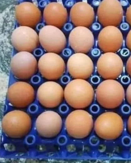 eggs