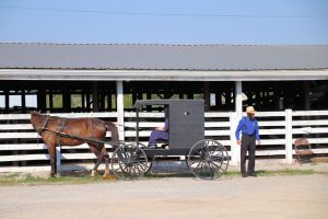 christian-county-livestock-2-jpg