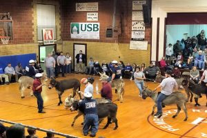 pembroke-donkey-ball-2019-24-jpg-3