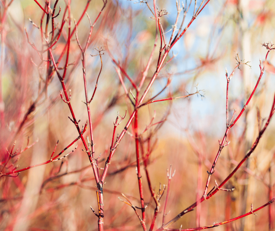 Colorful Twigs Of Winter - Vimarsana News