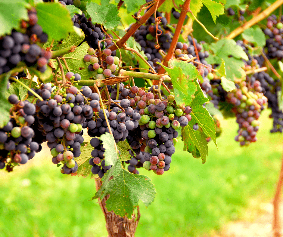 Creating Your Own Backyard Vineyard - Vimarsana News