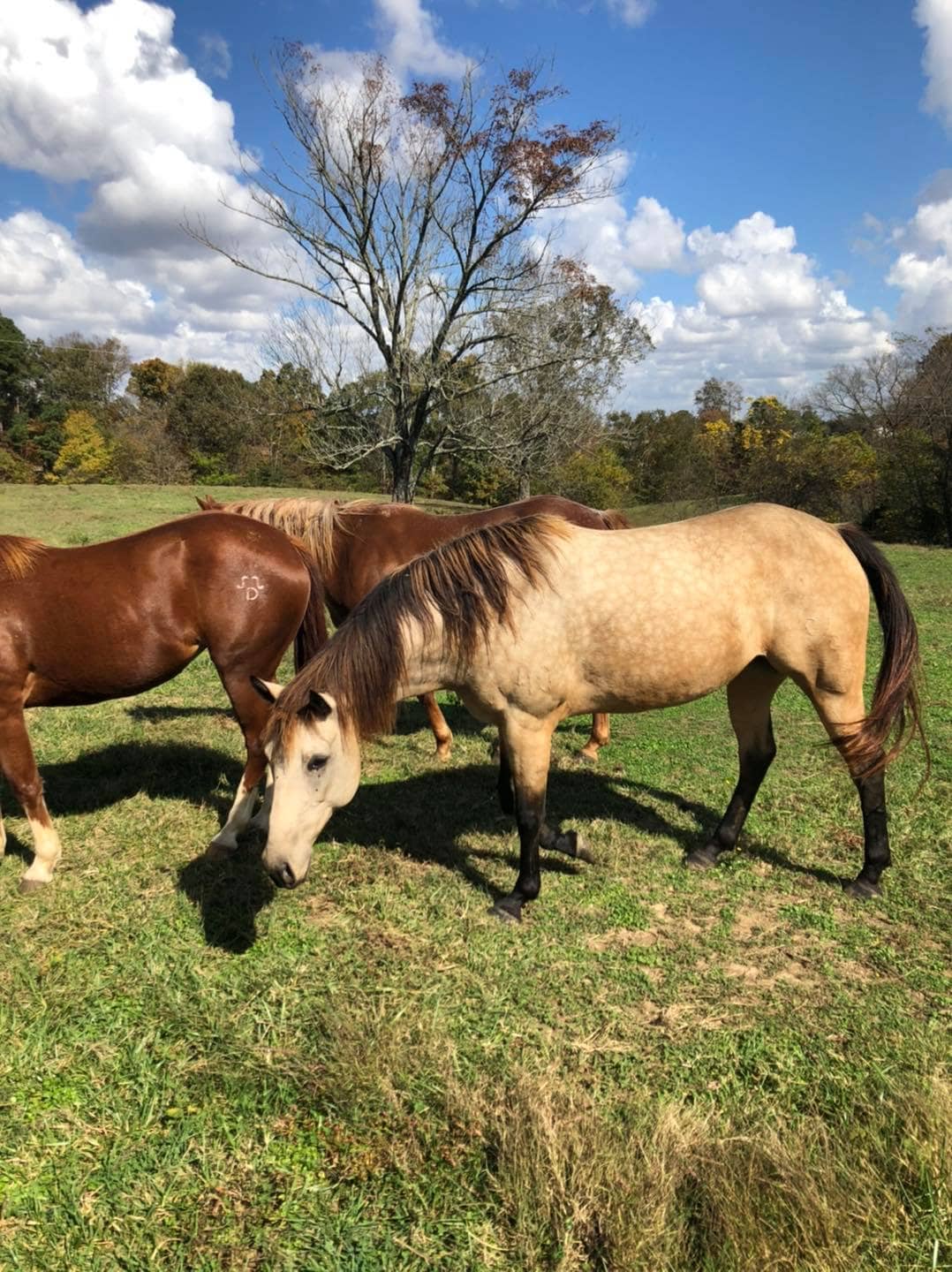 122747425_1436010766609604_3932629299662520866_o-jpg-2