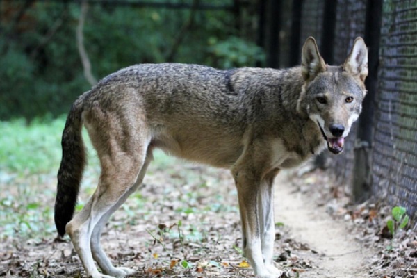 Woodlands Nature Station Will Celebrate Wolf Week During Fall Break - Vimarsana News