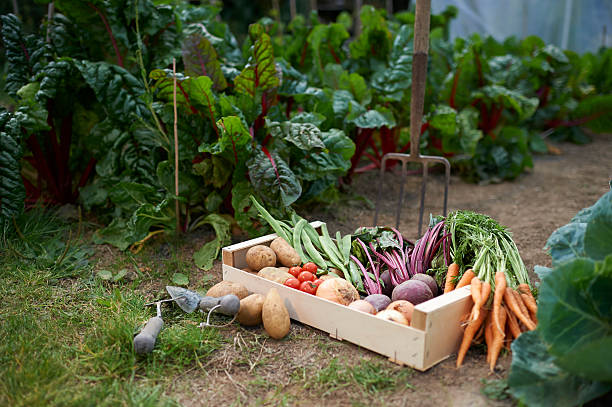Ordering Seeds for Vegetable Gardens - Vimarsana News