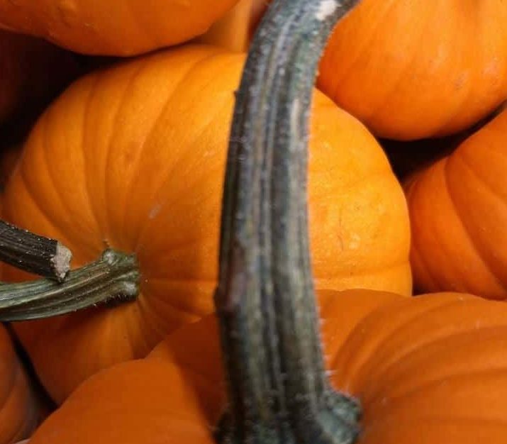 Christian County FFA Hosting Halloween Ag Adventures - Vimarsana News