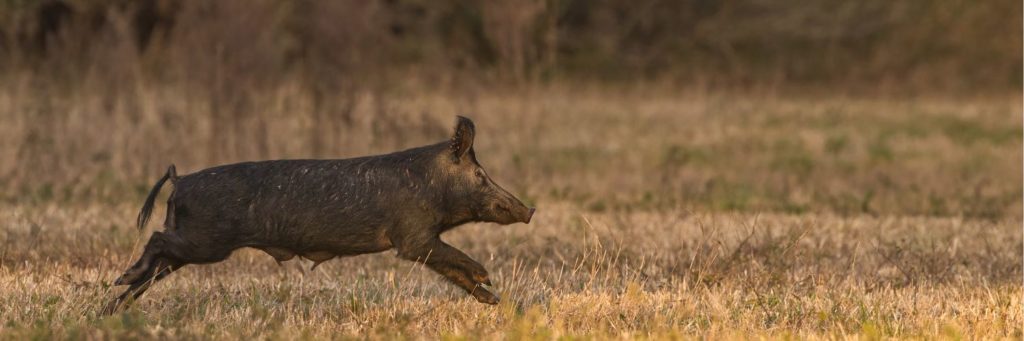 LBL Officials Removed 300 Feral Hogs In January - Vimarsana News