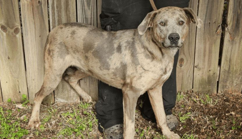 dickory-1069-pet-of-the-week-832