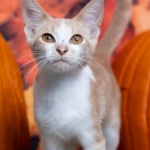 olaf-1069-pet-of-the-week-832