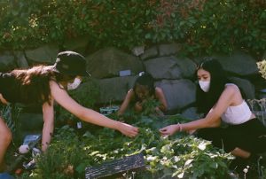 Three young woman are crouched around a garden bed as the tend to the plants.