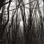Thick leafless trees obscure a grey sky