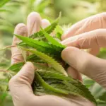 Scientists pruning cannabis inside the farm^cannabis marijuana science lab farming for increse THC^ CBD chemical on cannabis flower. Cannabis greenhouse control environtment for medical industry.
