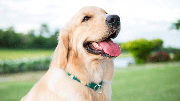 istock_dog_121719