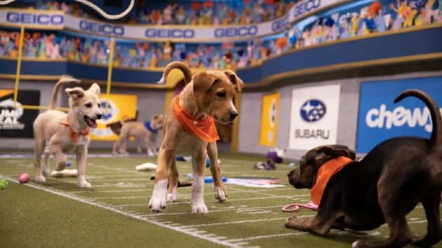 Necessary Ruff-ness: Animal Planet releases lineup for 'Puppy Bowl XVI ...