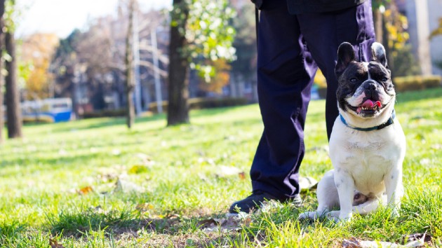 istock_dogwalker_030121
