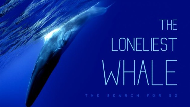 e_lonliest_whale_07152021