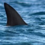 istock_shark_fin_07162021_0