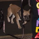 getty_gagadogs_081721