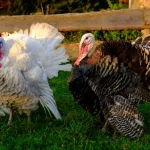 getty_turkeys_11202368366
