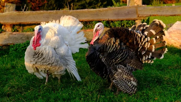 getty_turkeys_11202368366