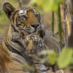 e_tiger_04222024511323