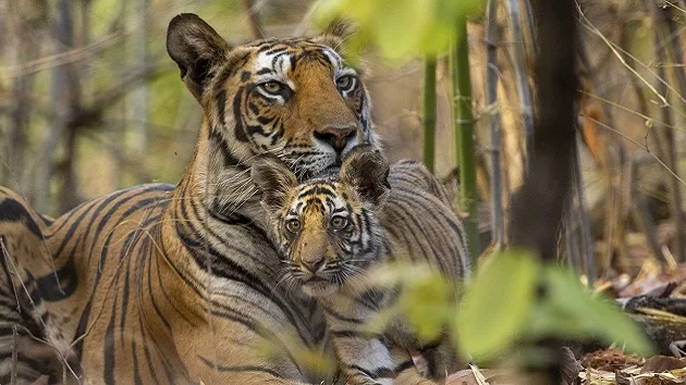 e_tiger_04222024511323