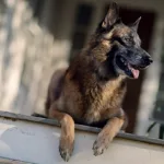 e_dog_0614202429615