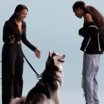 e_pets_041625928575