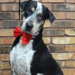 jethro-web2017-jpg