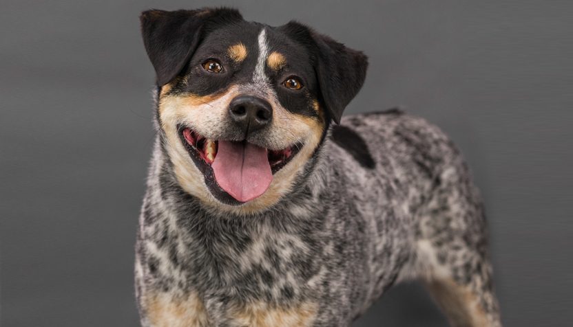rylee-hsnt-832-jpg