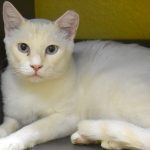 snowball-1-hsnt18-832-jpg