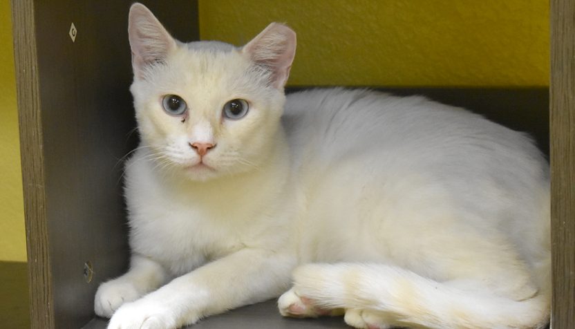 snowball-1-hsnt18-832-jpg