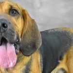 duke-hsnt18-832-jpg-2