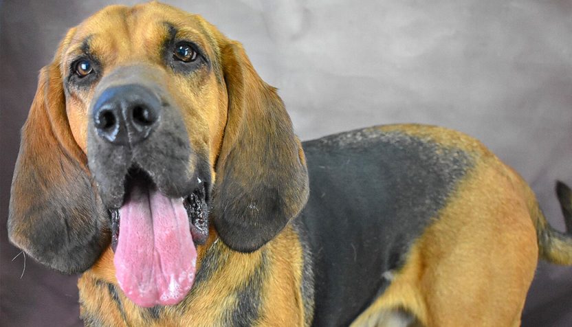 duke-hsnt18-832-jpg-2