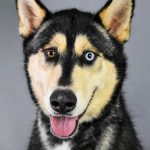 trevor-1-hsnt18-832-jpg-2