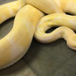 albino-python-1-832