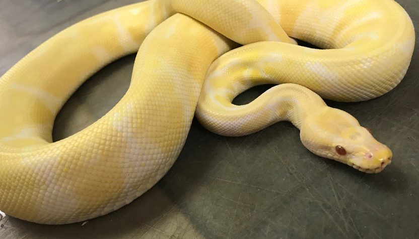 albino-python-1-832