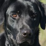 black-lab-service-dogs-inc