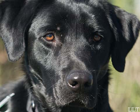 black-lab-service-dogs-inc