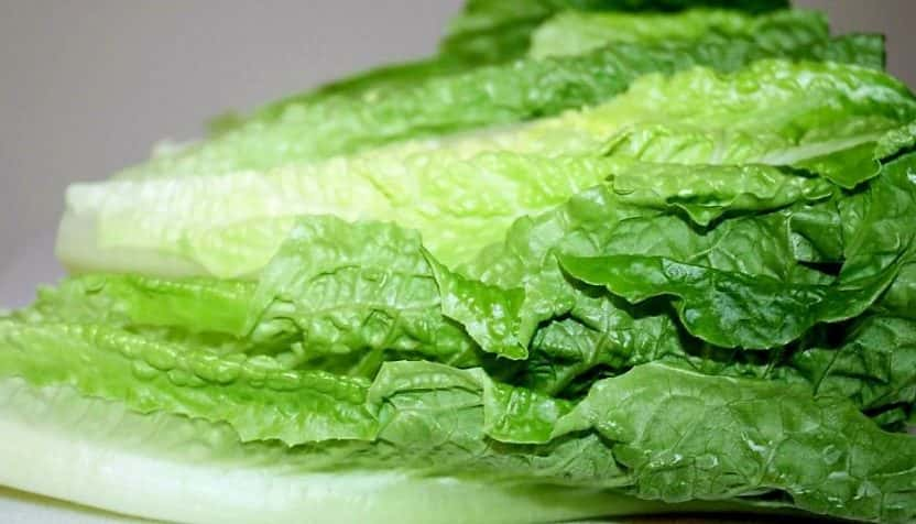 romaine-lettuce