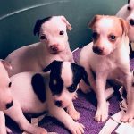 cleburne-pet-depot-puppies