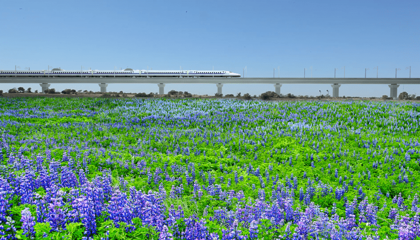 bullettrain_bluebonnets